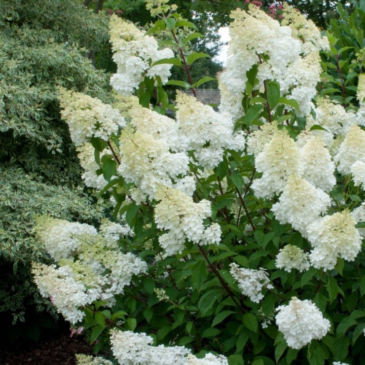 Гортензия Панфлора (Hydrangea Panflora) из серии PAN, объем ...