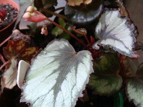 Begonia Rex Magma – greentree