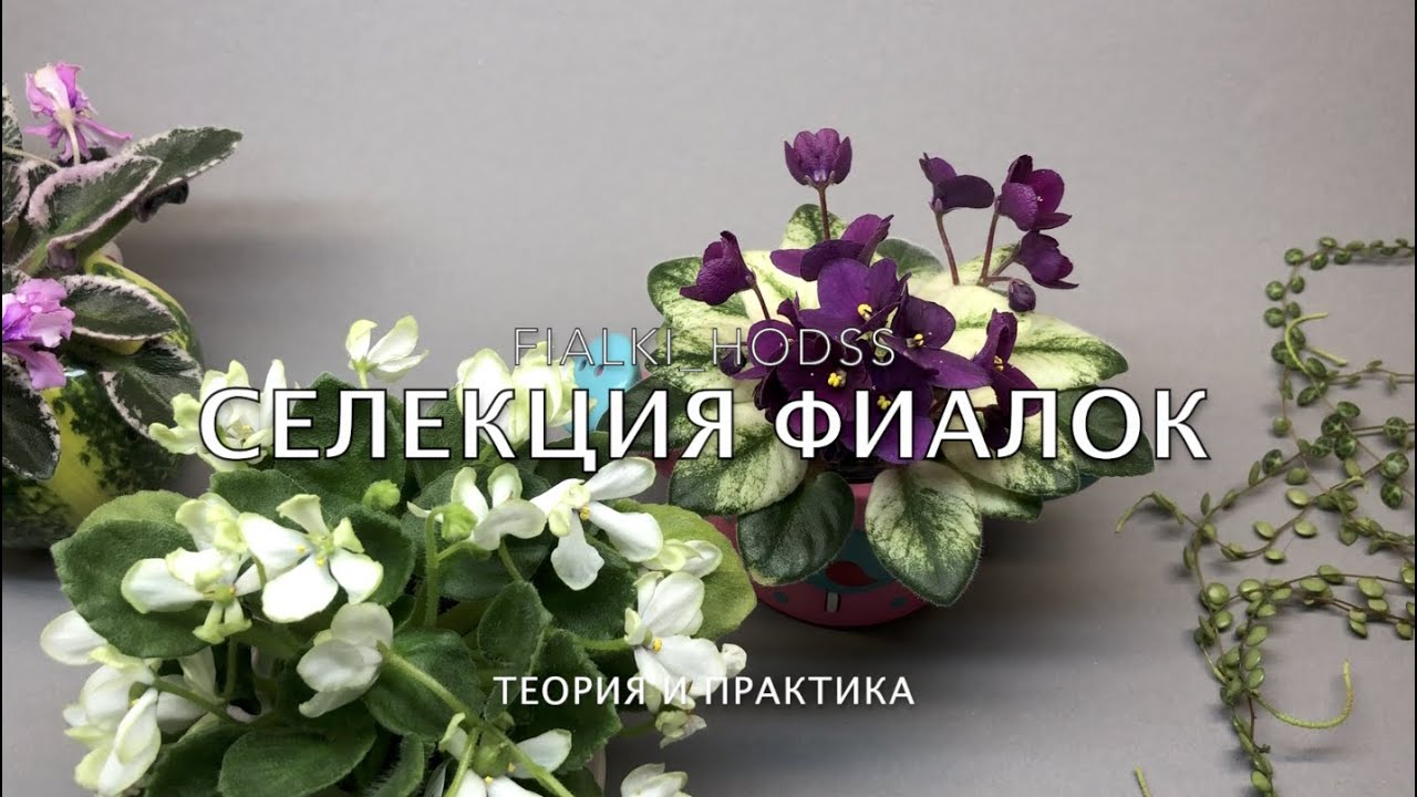 ПТ-Шарлиз - Buy violets