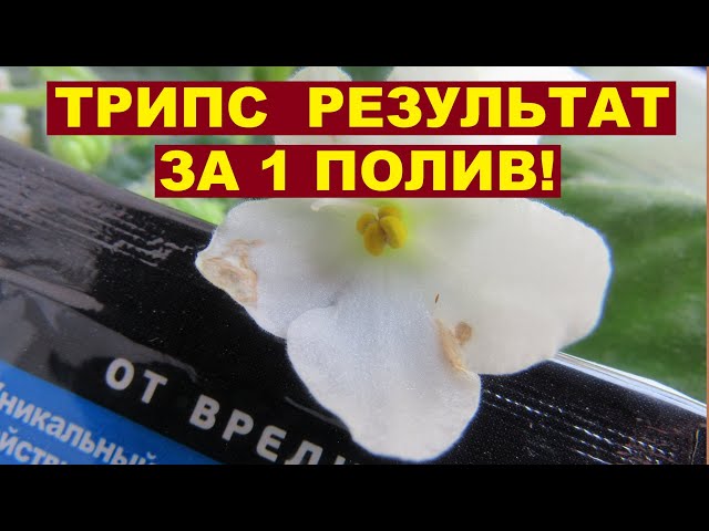 Как бороться с вредителями фиалок - Фиалки Натальи Величко