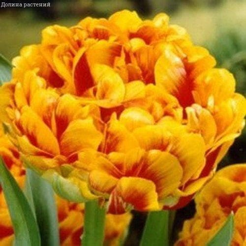 Тюльпан Санлавер (Tulipa Sunlover) купить луковицы в Москве ...