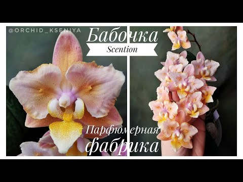 Phal. Парфюмерная фабрика