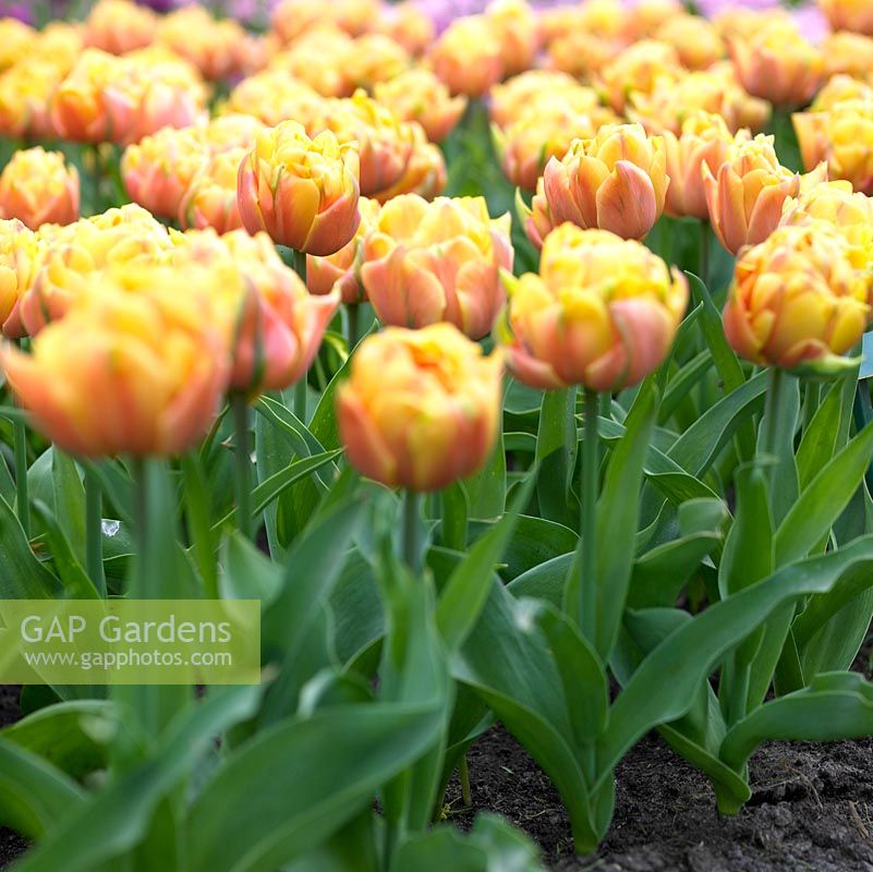 A Shooting of Tulipa, Freeman Bloom in a Garden in April ...