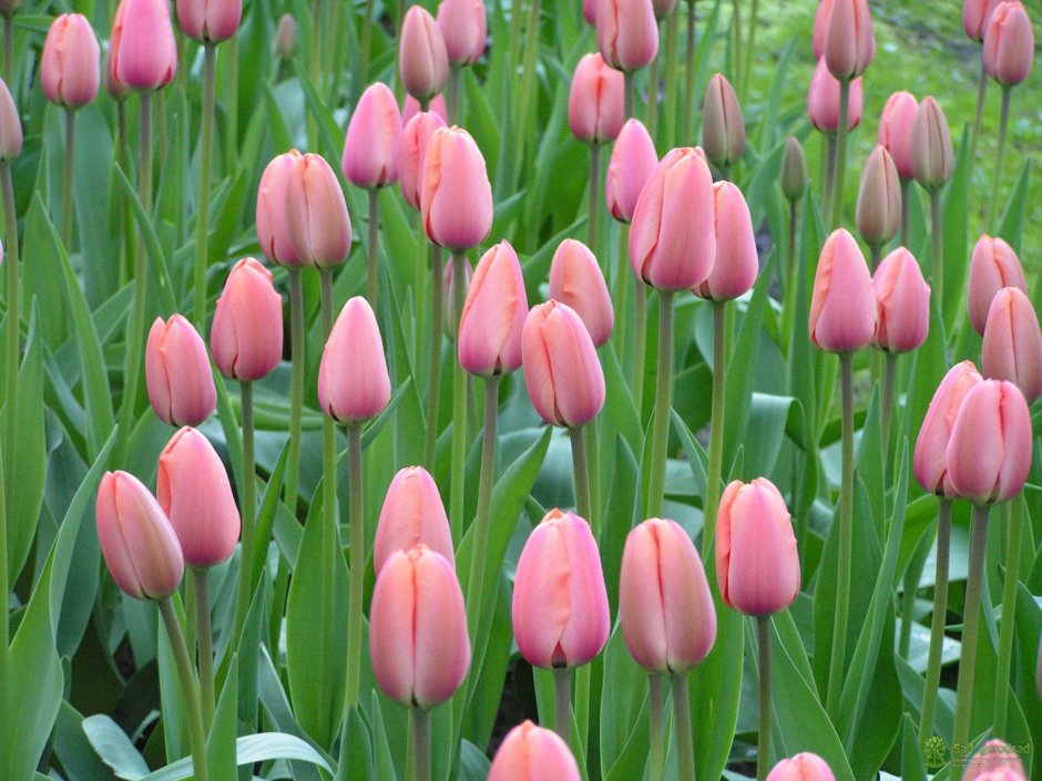 Tulipa triumph 'Pink Ardour' 5 pcs. - Bilscy.info