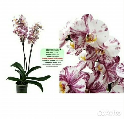 Орхидея Phalaenopsis Qwirkle