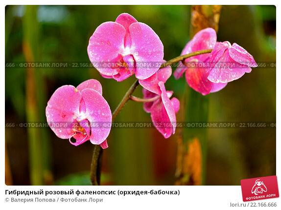 Phalaenopsis Little Pinky ...