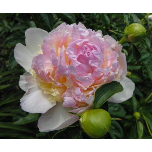 Paeonia lactiflora 'Raspberry Sundae' Piwonia chińska