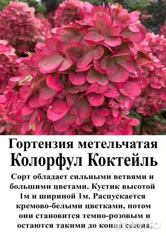 Метельчатая гортензия Колорфул Коктейль ...