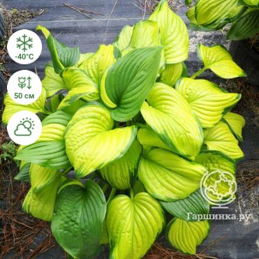 P00 Hosta 'Mango Tango' from The Hosta Helper - Presented by ...