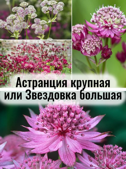 Астранция крупная Sunningdale Variegated (Саннингдэйл ...