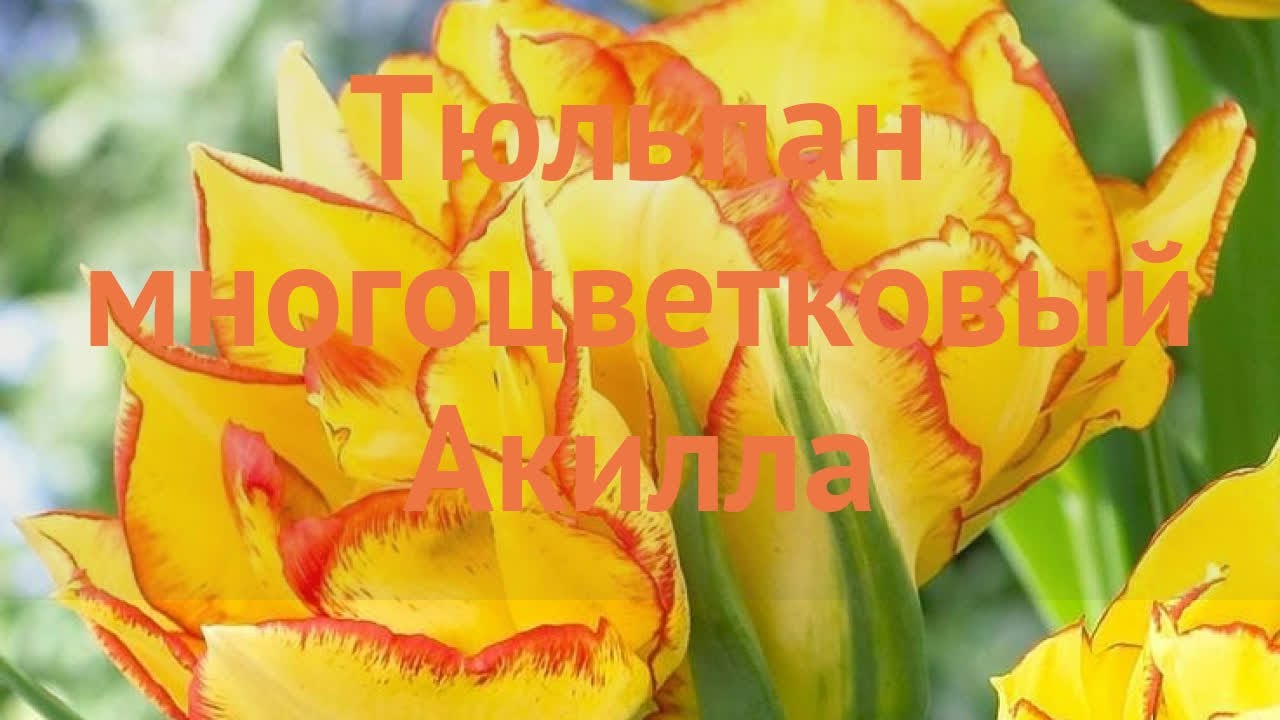 Тюльпан (Tulipa) - «Как быстро отцвели ...