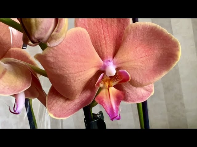 Заказать Phalaenopsis PH 203 Toulon в Москве или Московской ...