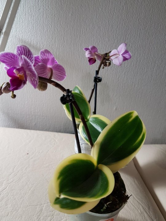 Phal. Sogo Vivien 'SOGO F858' (variegata)