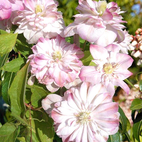 Клематисы-2022 : Clematis Innocent Blush-Клематис Инносент Блаш