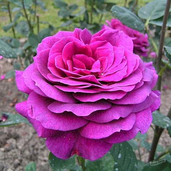 Rose Big Purple ...