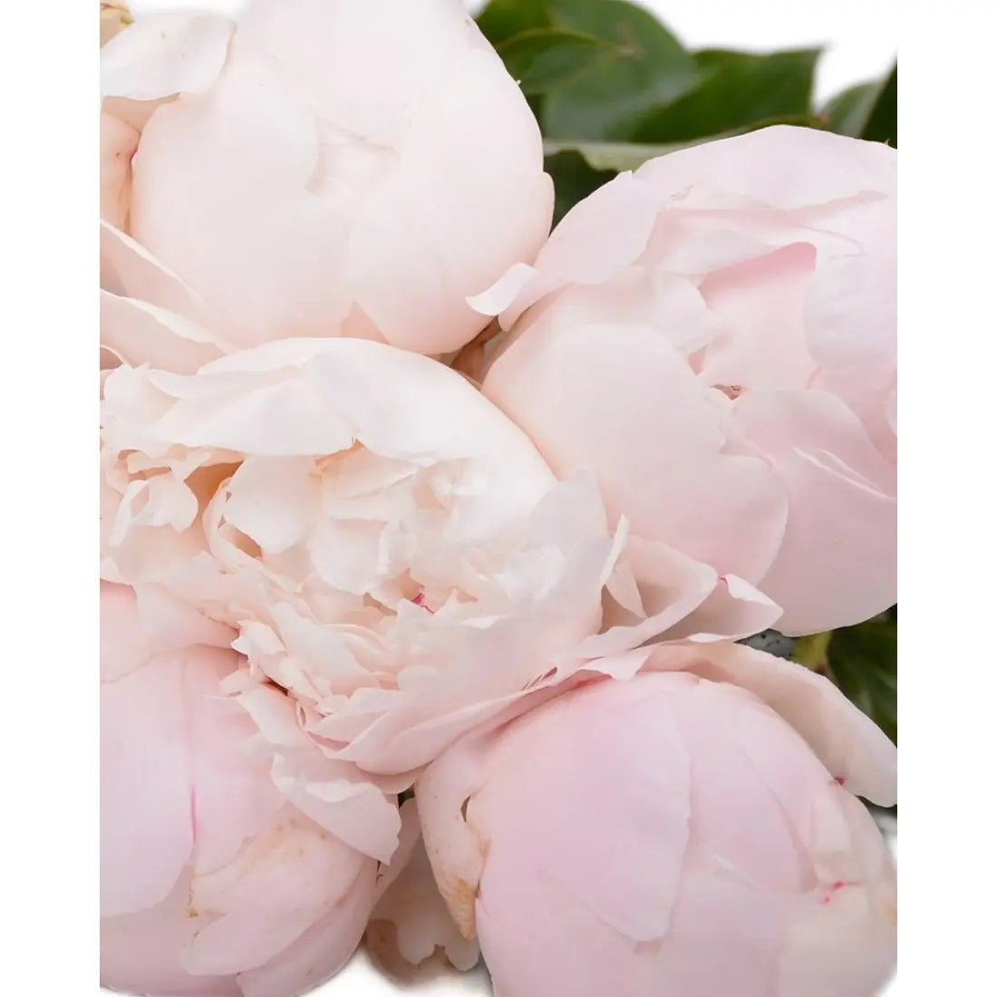 Peony stock photo. Image of perennial, ornamental, began ...