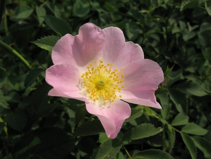 Скачать картинки Rosa canina, стоковые ...