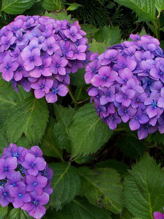 Гортензия крупнолистная сорт “Перфекшн” – Hydrangea ...