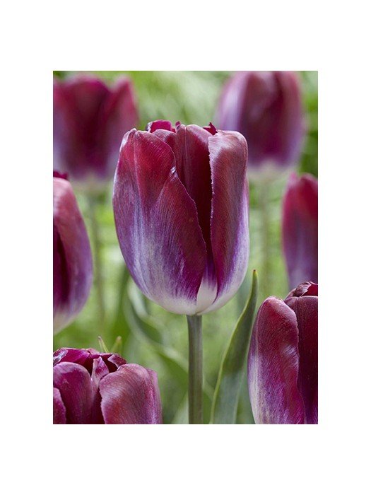 Tulipa Candy Corner,... stock photo by Visions, Image: 0980092