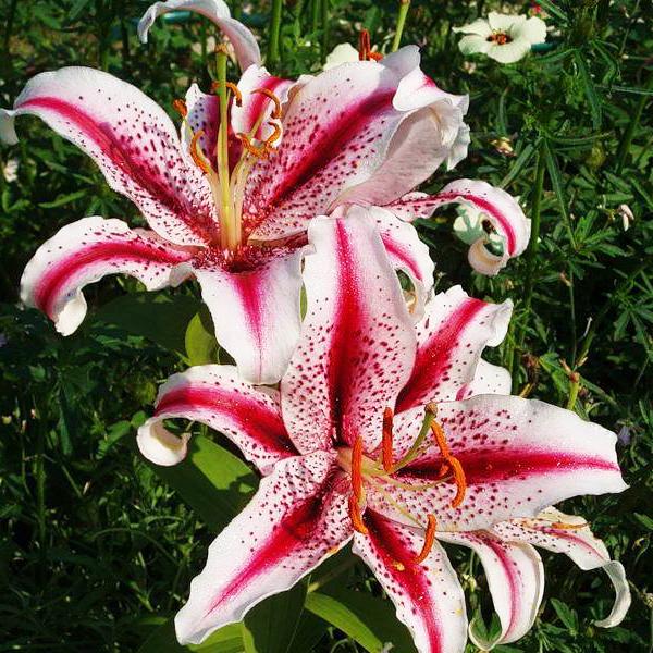 Lilium 'Dizzy' — Википедия