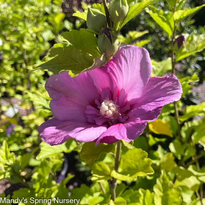 The Tiare 'Aute, the Tahitian hibiscus | Moana Voyages