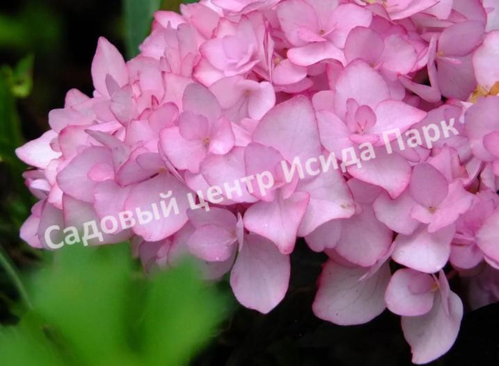 Hydrangea macrophylla 'You & Me' Miss Saor, Гортензия ...