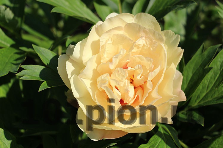 Paeonia 'Canary Brilliants', Peony 'Canary Brilliants ...