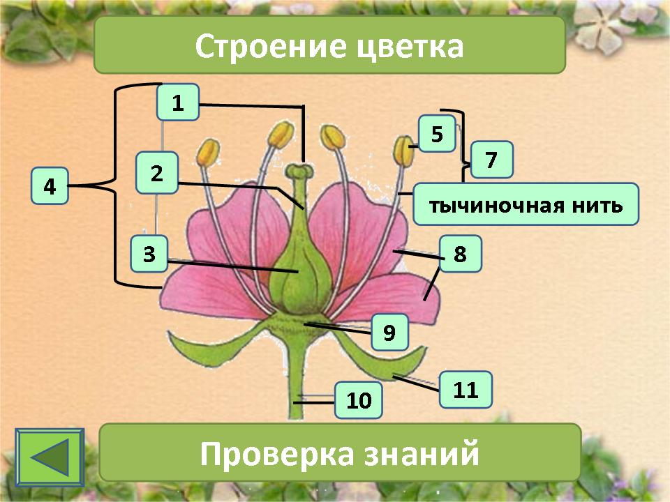 Строение цветка - Биология - Презентации - 6 класс