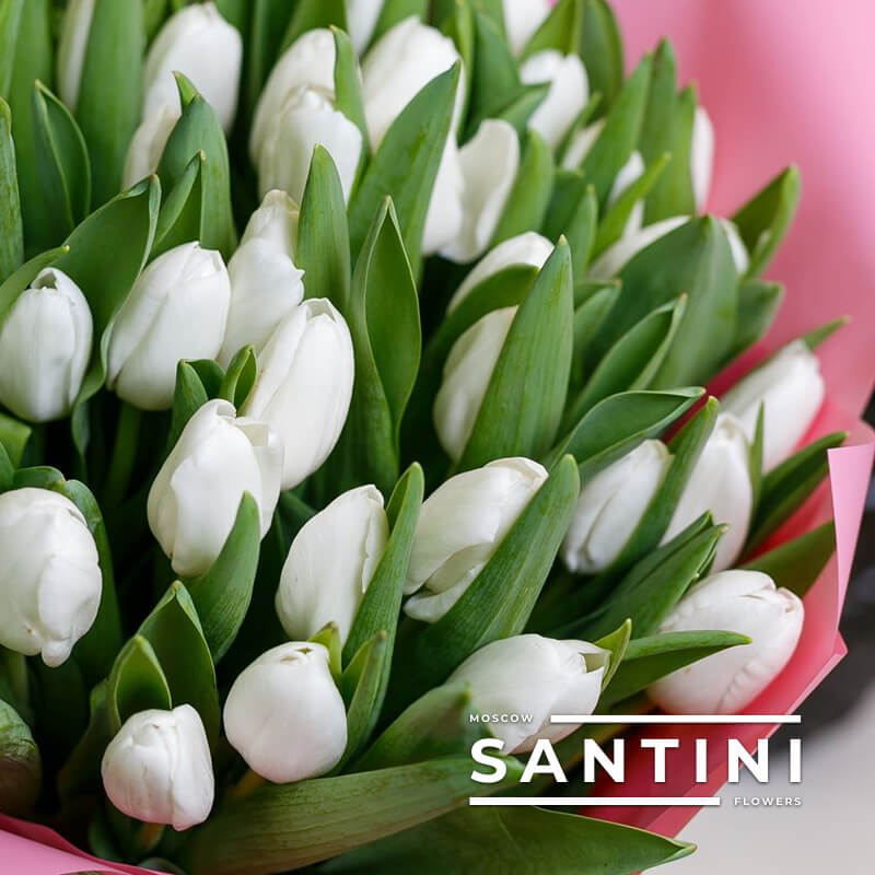 Купить оптом Tulipa En White Prince ...