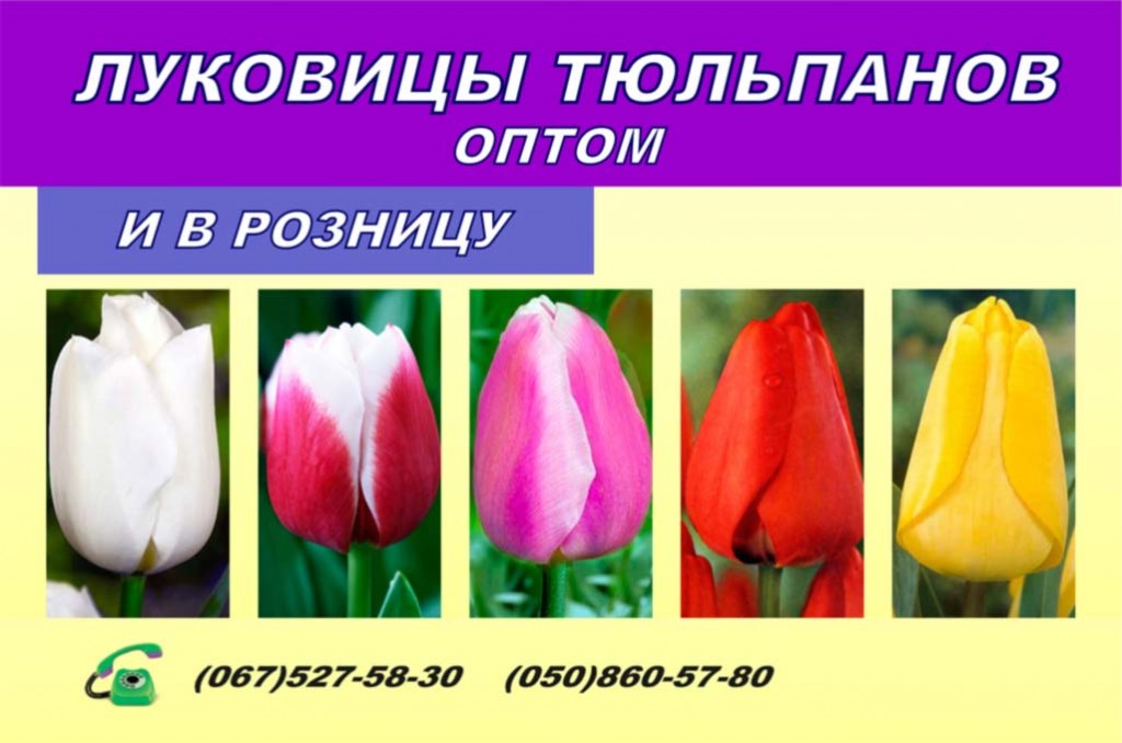 Тюльпан Денмарк Tulipa Denmark оптом: купить в Москве от ...