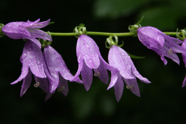 Белый персиколистный колокольчик (лат. Campanula persicifolia ...