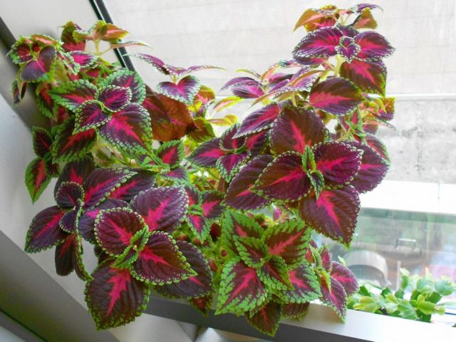 Колеус - Coleus: фото, условия выращивания, уход и ...