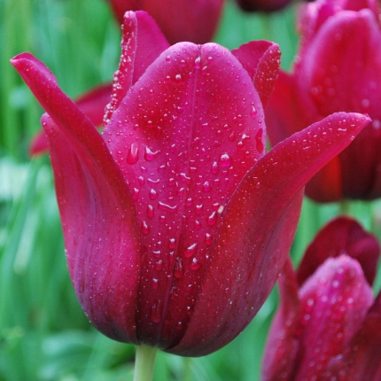 Tulipa (lif) 'Merlot' Bol 100 pièces