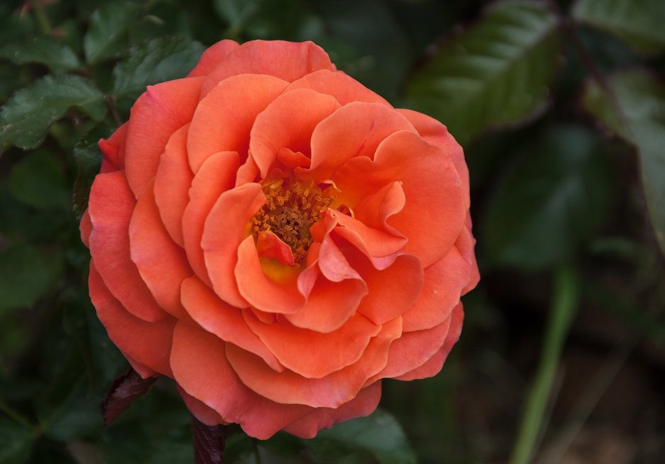 Rose gelb/orange Sunset (Ec) 50cm (Rosen Ecuador) | Heyl ...