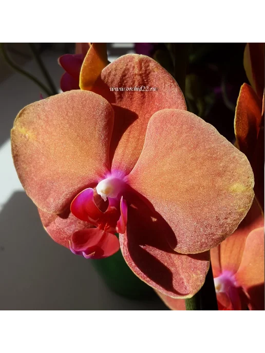 Орхидея Phalaenopsis Montreux (отцвёл)