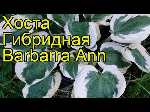 Хоста Плантагинеа Венус - Купить по ...