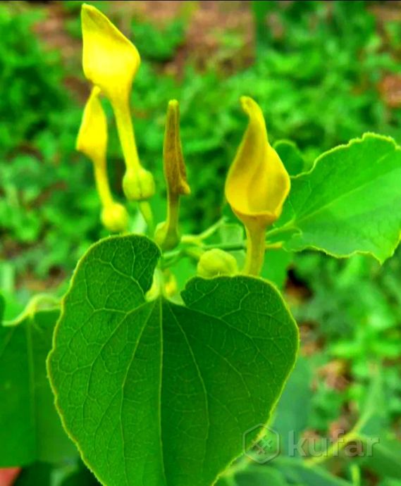 Аристолохия или Кирказон (Aristolochia) - описание вида ...