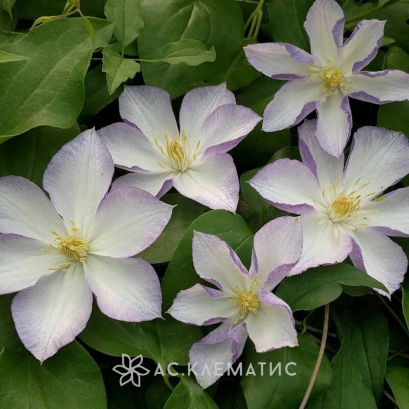 Flowers Clematis Lucky Charm Stock Image - Image of fragrant ...