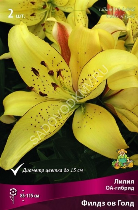 Lilium golden splendour hi-res stock photography and images ...