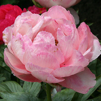 Peony Cytherea 60cm | Wholesale Dutch ...