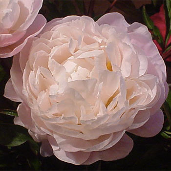 Gardenia #peony - YouTube