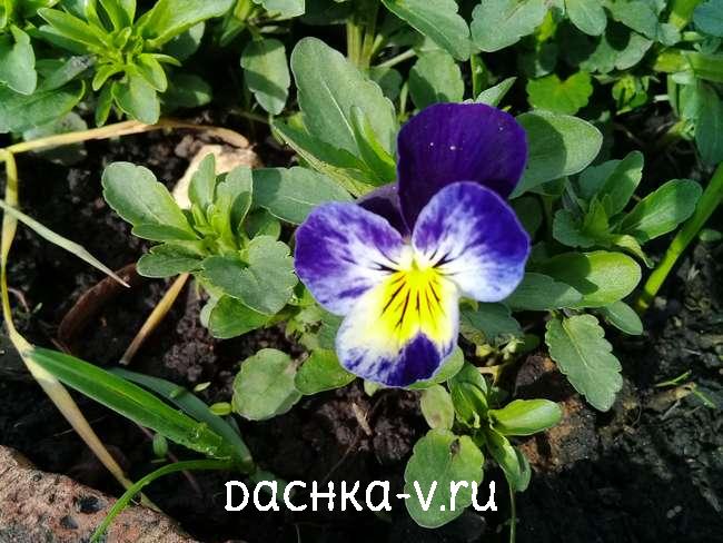 Семена цветочных культур : Viola odorata Intense Blue ...