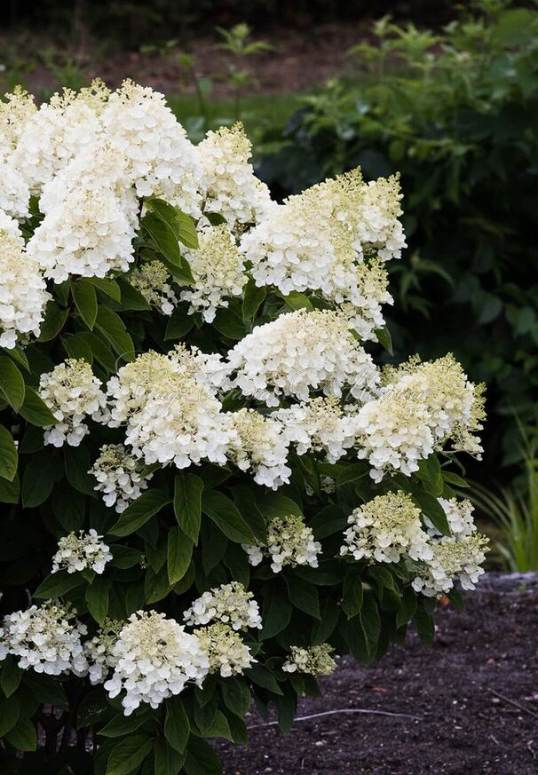 Гортензия Саммер Сноу / С3 / Hydrangea Summer Snow: продажа ...