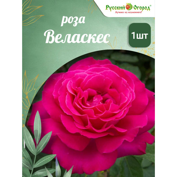 Веласкес – Питомник роз Сергея Овчарова