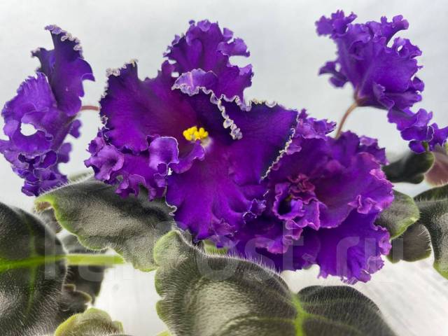 Cajun's Haven African Violets! | НД ...