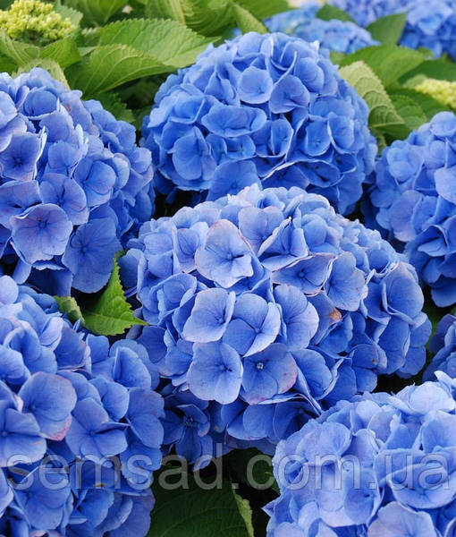 Hydrangea Endless Summer ...