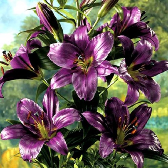 Photo of Tulipa Purple Prince (Tulip)