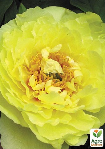 Paeonia suffruticosa 'Huang Guan/Yellow ...