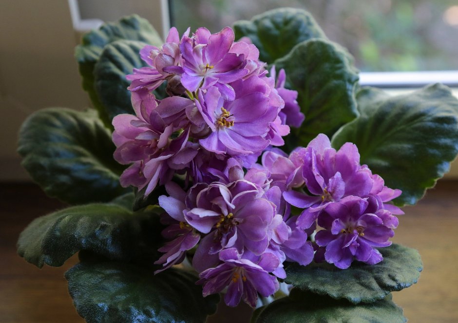 Harmony Foliage RS Bomond Variegated African Violet ...