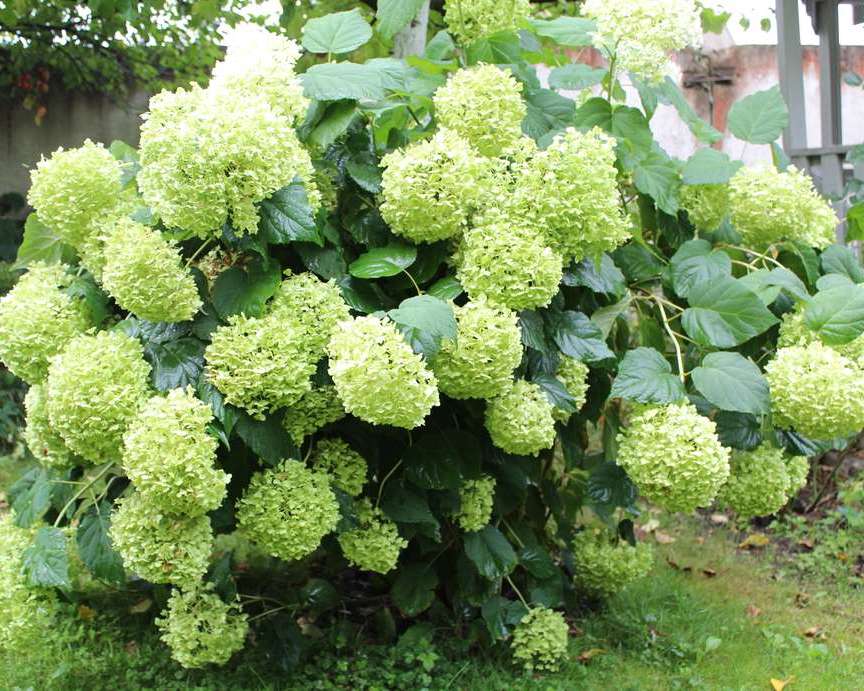 Гортензия древовидная Баунти (Hydrangea arborescens Bounty ...